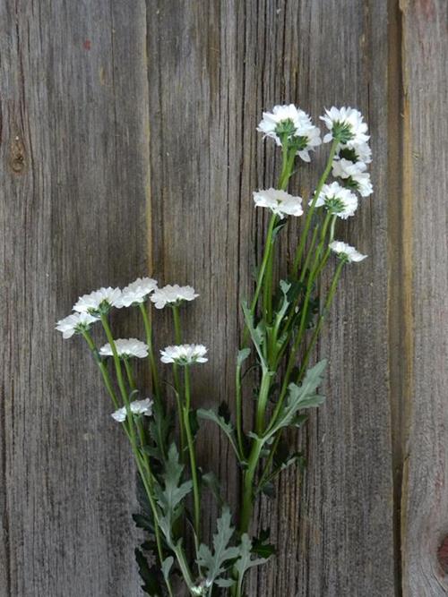 KATY WHITE NOVELTY MICRO POMPS